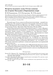 Встреча полевого луня Circus cyaneus на острове Кильдин в Баренцевом море