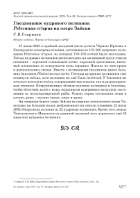 Гнездование кудрявого пеликана Pelecanus crispus на озере Зайсан