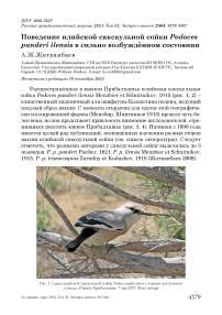 Поведение илийской саксаульной сойки Podoces panderi ilensis в сильно возбуждённом состоянии