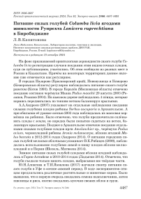 Питание сизых голубей Columba livia ягодами жимолости рупрехта Lonicera ruprechtiana в Биробиджане