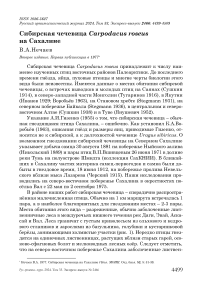 Сибирская чечевица Carpodacus roseus на Сахалине