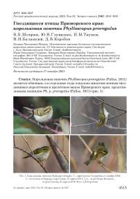 Гнездящиеся птицы Приморского края: корольковая пеночка Phylloscopus proregulus