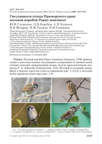 Гнездящиеся птицы Приморского края: полевой воробей Passer montanus