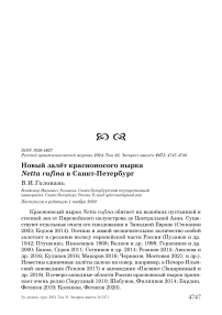 Новый залёт красноносого нырка Netta rufina в Санкт-Петербург