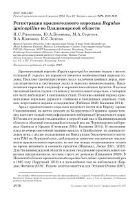 Регистрация красноголового королька Regulus ignicapillus во Владимирской области