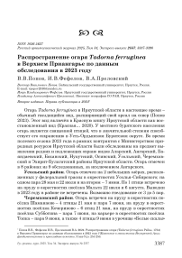 Распространение огаря Tadorna ferruginea в Верхнем Приангарье по данным обследования в 2023 году