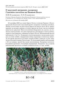 О массовой миграции лазоревки Cyanistes caeruleus на Нижней Волге