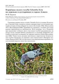 Кормёжка сизого голубя Columba livia на деревьях и кустарниках в городе Алмате