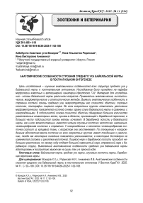 Анатомические особенности строения среднего уха байкальской нерпы в постнатальном онтогенезе