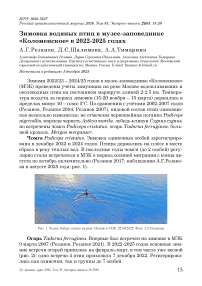 Зимовка водяных птиц в музее-заповеднике «Коломенское» в 2022-2025 годах