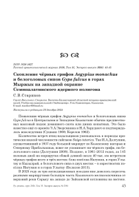 Скопление чёрных грифов Aegypius monachus и белоголовых сипов Gyps fulvus в горах Мыржык на западной окраине Семипалатинского ядерного полигона