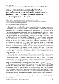 Поведение кряквы Anas platyrhynchos при добывании желудей дуба черешчатого Quercus robur в осенне-зимний период