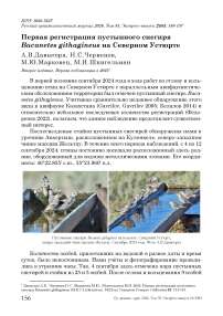 Первая регистрация пустынного снегиря Bucanetes githagineus на Северном Устюрте