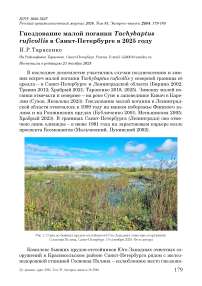 Гнездование малой поганки Tachybaptus ruficollis в Санкт-Петербурге в 2025 году