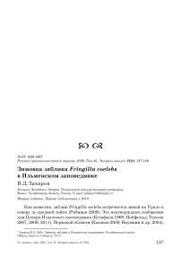 Зимовка зяблика Fringilla coelebs в Ильменском заповеднике