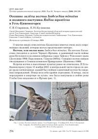 Осенние залёты волчка Ixobrychus minutus и водяного пастушка Rallus aquaticus в Усть-Каменогорск