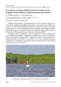 О встрече птенца лебедя-шипуна Cygnus olor морфы immutabilis в Кургальском заказнике