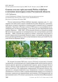 Семена птелеи трёхлистной Ptelea trifoliata в питании некоторых птиц Ростовской области