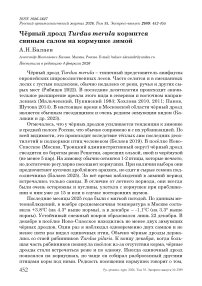Чёрный дрозд Turdus merula кормится свиным салом на кормушке зимой
