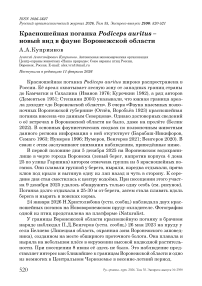 Красношейная поганка Podiceps auritus – новый вид в фауне Воронежской области