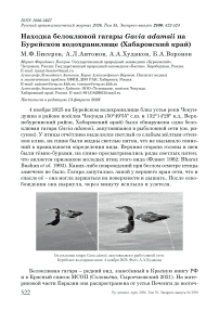 Находка белоклювой гагары Gavia adamsii на Бурейском водохранилище (Хабаровский край)