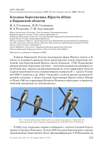 Бледная береговушка Riparia diluta в Кировской области