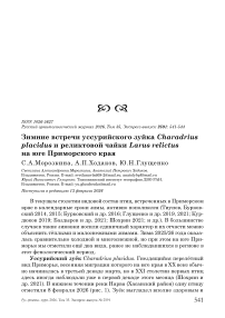 Зимние встречи уссурийского зуйка Charadrius placidus и реликтовой чайки Larus relictus на юге Приморского края