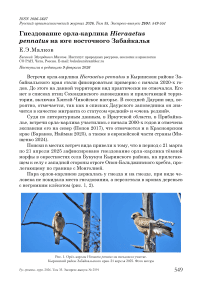 Гнездование орла-карлика Hieraaetus pennatus на юге восточного Забайкалья