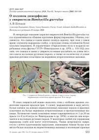 О половом диморфизме у свиристеля Bombycilla garrulus