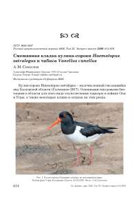 Смешанная кладка кулика-сороки Haematopus ostralegus и чибиса Vanellus vanellus