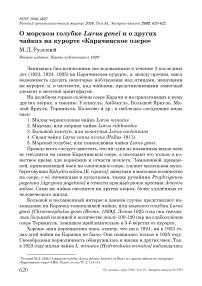 О морском голубке Larus genei и о других чайках на курорте «Карачинское озеро»
