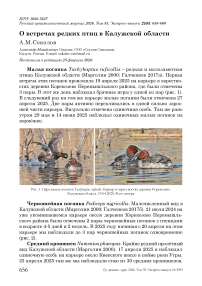 О встречах редких птиц в Калужской области