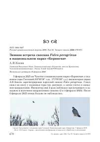 Зимняя встреча сапсана Falco peregrinus в национальном парке «Берингия»