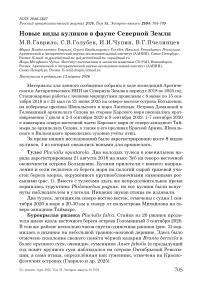 Новые виды куликов в фауне Северной Земли