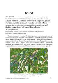 Серая славка Curruca communis, чёрный дрозд Turdus merula и сизый голубь Columba livia кормятся плодами свидины кроваво-красной Swida sanguinea в Санкт-Петербурге