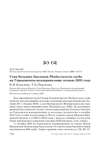 Стаи больших бакланов Phalacrocorax carbo на Горьковском водохранилище осенью 2025 года