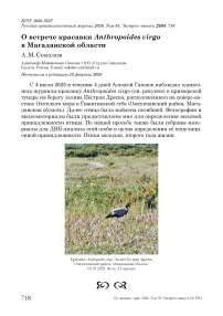 О встрече красавки Anthropoides virgo в Магаданской области