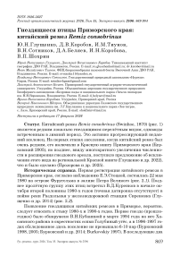 Гнездящиеся птицы Приморского края: китайский ремез Remiz consobrinus