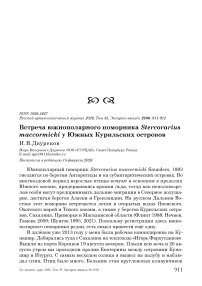 Встреча южнополярного поморника Stercorarius maccormicki у Южных Курильских островов