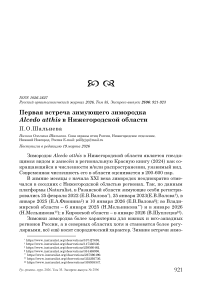 Первая встреча зимующего зимородка Alcedo atthis в Нижегородской области