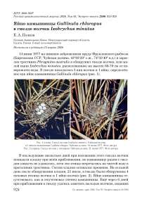 Яйцо камышницы Gallinula chloropus в гнезде волчка Ixobrychus minutus