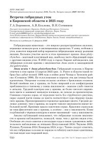 Встречи гибридных уток в Кировской области в 2025 году