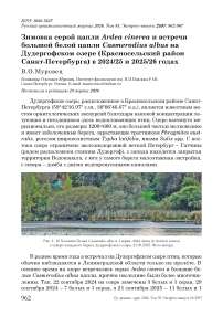 Зимовка серой цапли Ardea cinerea и встречи большой белой цапли Casmerodius albus на Дудергофском озере (Красносельский район Санкт-Петербурга) в 2024/25 и 2025/26 годах