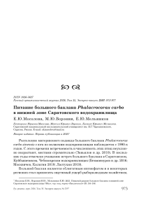 Питание большого баклана Phalacrocorax carbo в нижней зоне Саратовского водохранилища