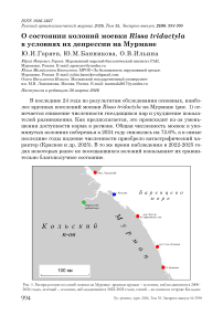 О состоянии колоний моевки Rissa tridactyla в условиях их депрессии на Мурмане