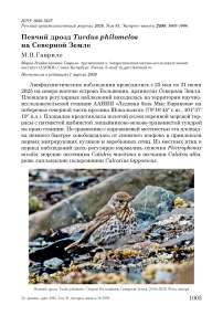 Певчий дрозд Turdus philomelos на Северной Земле