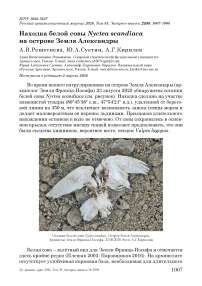 Находка белой совы Nyctea scandiaca на острове Земля Александры