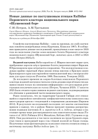 Новые данные по пастушковым птицам Rallidae Перовского кластера национального парка «Шушенский бор»