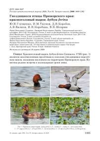 Гнездящиеся птицы Приморского края: красноголовый нырок Aythya ferina