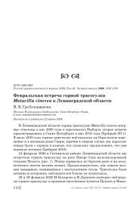 Февральская встреча горной трясогузки Motacilla cinerea в Ленинградской области